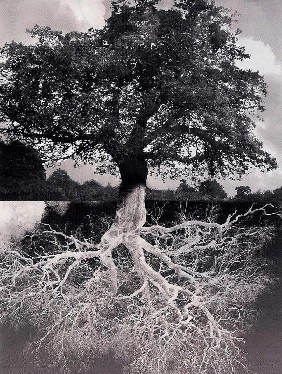 Big tree root system